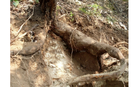 葛根粉：認準 10 年黃金期，拒絕 “年份噱頭”