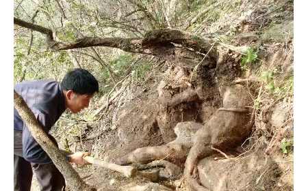 藏在隨州深山里的自然饋禮：二月風(fēng)有機(jī)野生葛根粉，守護(hù)孩子純粹成長(zhǎng)