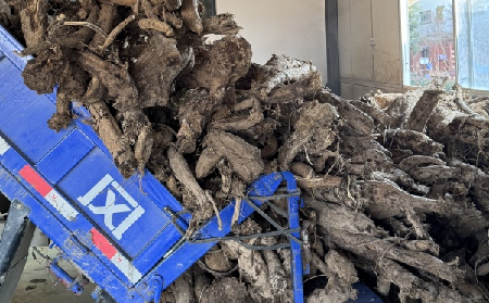 霜降采葛正當(dāng)時(shí)！二月風(fēng)大量收購(gòu)霜降葛根，以匠心護(hù)品質(zhì)、以產(chǎn)業(yè)助增收