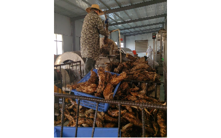 野生葛粉加工正當(dāng)時(shí)，二月風(fēng)匠心傳承好味道